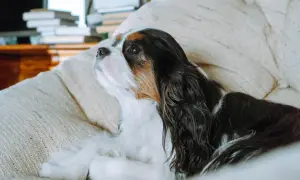 Spokojny pies do mieszkania, Cavalier King Charles Spaniel, leży na kanapie, zamyślony.