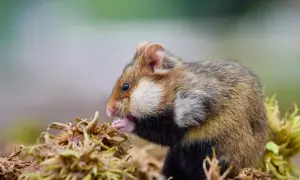 Chomik syryjski zajada się przysmakami. Poznaj ciekawostki o chomikach i ich niezwykłych zwyczajach żywieniowych.