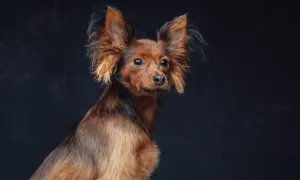 Rudy toy terrier z wielkimi uszami patrzy w bok na ciemnym tle.