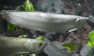 Dwa srebrzyste arowany pływają w akwarium w Oceanarium Toruń.