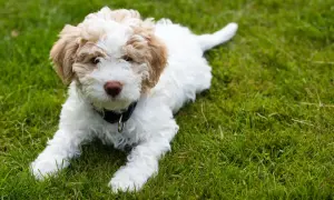 Uroczy szczeniak lagotto romagnolo leży na trawie. Zastanawiasz się nad lagotto romagnolo cena?