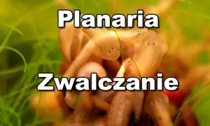 Kupa planarii w akwarium. Jak sobie poradzić z tymi niechcianymi lokatorami?