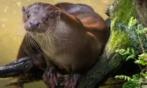 Wydra siedzi na mchu porośniętym drzewie. Zastanawiasz się, ile kosztuje wydra?