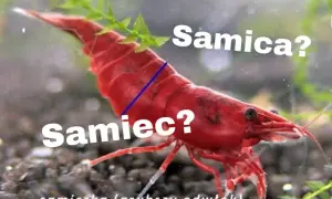 Jak rozmnażają się krewetki red cherry - proste sposoby na sukces w akwarium