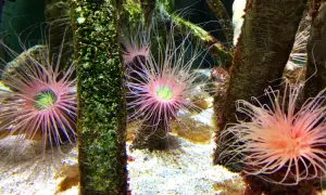 Oceanarium w Czechach: Fascynujące atrakcje i niezapomniane wrażenia
