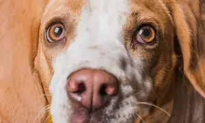 Zbliżenie na pysk psa rasy beagle. Widać jego brązowe oczy, jedno z nich jest lekko zaczerwienione, co może sugerować czerwone oko u psa.