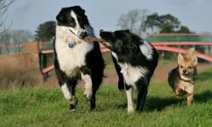 Dwa border collie walczą o patyk, a mały piesek biegnie obok. Może to właśnie ten najdłużej żyjący pies?