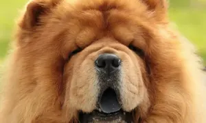 Puszysty pies rasy chow chow z otwartym pyskiem. Zastanawiasz się nad chow chow cena?