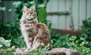 Majestatyczny maine coon najwiekszy, z bujnym futrem i przenikliwym spojrzeniem, siedzi wśród zieleni.