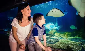 Odkryj fascynujący świat w oceanarium Londyn – atrakcje i porady