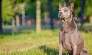 Szlachetny pies rasy thai ridgeback, siedzący na trawie. Zastanawiasz się nad thai ridgeback cena?