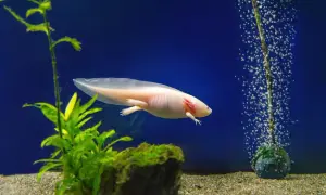 Różowy aksolotl pływa w akwarium. Zastanawiasz się nad aksolotl cena?