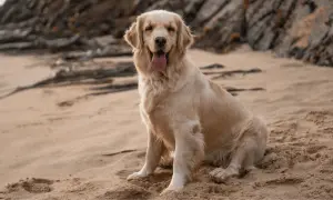Szczęśliwy golden retriever o złotym futrze siedzi na piaszczystej plaży, ciesząc się ciepłem. Jego piękne, złote kolory idealnie komponują się z otoczeniem.