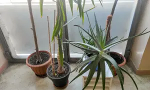 Rośliny doniczkowe, w tym aloes, stoją przy oknie. Czy aloes jest trujący dla kota? Nie, aloes jest bezpieczny dla kotów, choć może powodować lekkie problemy żołądkowe.