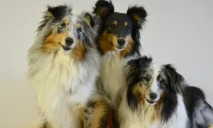 Trzy urocze psy rasy szkocki pies, w tym jeden w umaszczeniu blue merle, siedzą obok siebie, prezentując swoje piękne, długie futro.
