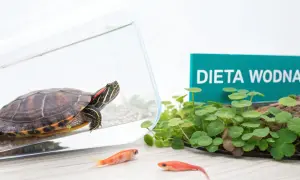 Żółw wodno-lądowy w akwarium, obok roślin i dwóch małych rybek. Tabliczka "DIETA WODNA" sugeruje, co jedzą żółwie wodno lądowe.