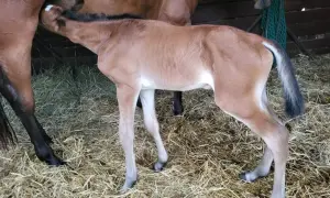 Nowy źrebak pije mleko od matki. To piękny widok odbierania porodów koni.