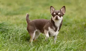 Uroczy chihuahua krótkowłosa z brązowo-białym umaszczeniem stoi na zielonej trawie, patrząc w obiektyw.