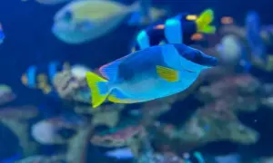 Nowe oceanarium w Kołobrzegu: co warto wiedzieć o tej atrakcji?