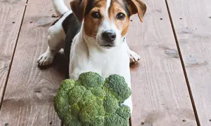 Jack Russell terrier z zaciekawieniem patrzy na brokuły. Czy pies może jeść brokuły? Ten psiak wydaje się być gotowy do próby!