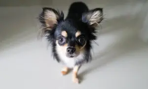 Uroczy chihuahua z wielkimi oczami, czeka na swojego właściciela. Sprawdź chihuahua cena!