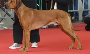 Rhodesian Ridgeback, znany jako pies na lwy, prezentuje się dumnie na czerwonym dywanie.