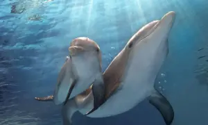 Jak rozmnażają się delfiny? Odkryj tajemnice ich życia intymnego