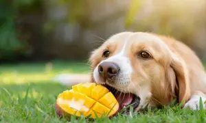 Złoty retriever gryzie soczyste mango na trawie. Czy pies może jeść mango? Tak, w umiarkowanych ilościach, bez pestki i skórki.