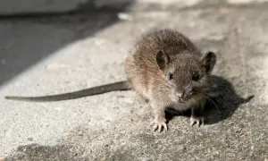 Mały, brązowy gryzoń z długim ogonem. Tak wygląda szczur, który wyszedł na spacer.