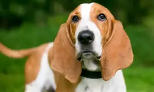 Basset hound, jedna z ras psów myśliwskich, z długimi uszami i smutnym spojrzeniem, na tle zieleni.