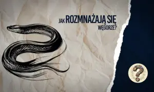 Jak rozmnażają się węgorze? Tajemnice ich niezwykłego cyklu życia