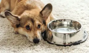 Smutny corgi leży obok miski z wodą, wyraźnie widać, że pies nie chce pić wody.