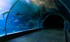 Podwodny tunel w oceanarium Ustka. Rekiny i ławice ryb pływają w akwarium, tworząc magiczny widok.