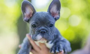 Uroczy buldog francuski miniaturka z wielkimi uszami patrzy w obiektyw.