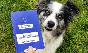 Paszport dla psa, czyli ile kosztuje wyrobienie paszportu dla psa, w rękach właściciela obok wesołego border collie na trawie.
