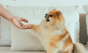 Pomeranian, często uważany za najdroższą rasę psa, podaje łapę.