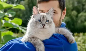Piękny kot rasy syberyjski neva masquerade z niebieskimi oczami siedzi na ramieniu mężczyzny na tle zieleni.