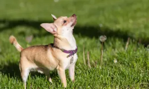 Mały chihuahua z fioletową obrożą, o żywym charakterze, obserwuje coś na trawie.