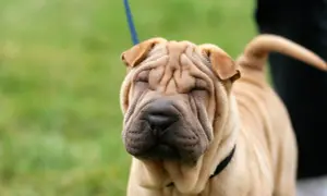 Uroczy shar pei z pomarszczoną buzią, idealny towarzysz. Sprawdź shar pei cena, jeśli marzysz o takim psie.