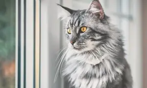 Piękny kot z długą sierścią, prawdopodobnie krzyżówka Maine Coon, z bursztynowymi oczami spogląda przez okno.