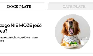 Złoty retriever z brokułem w pysku, obok talerz z jedzeniem i mleko. Temat: czego nie może jeść pies.