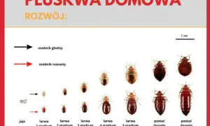 Pluskwy jak się rozmnażają - zaskakujące fakty o ich cyklu życia