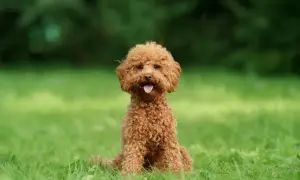 Uroczy, rudy maltipoo dorosły siedzi na trawie. Jego waga jest idealna dla tej rasy.