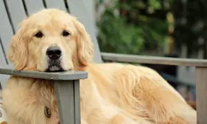 Duży pies rasy golden retriever odpoczywa na krześle ogrodowym, zrelaksowany i szczęśliwy.