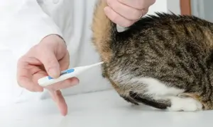 Weterynarz mierzy temperaturę kota. Termometr w łapce kota, aby sprawdzić jego stan zdrowia.