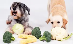 Dwa psy badają warzywa. Czy pies może jeść kalafior? Labrador wącha kalafior, a sznaucer leży obok brokułów i kapusty.