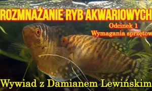 Jak rozmnażają się ryby? Odkryj tajemnice ich rozmnażania