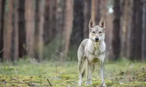 Pies podobny do wilka, o szarym umaszczeniu, stoi w lesie, wśród drzew i mchu.
