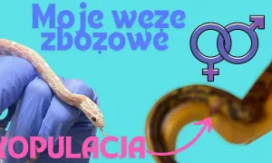 Jak rozmnażają się węże? Zaskakujące metody i procesy ich rozmnażania