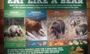 Plakat informacyjny o diecie niedźwiedzi w różnych porach roku, z ilustracjami niedźwiedzi i jedzenia.